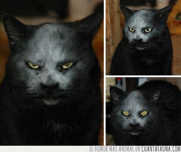 blanco,cara,criatura,demonio,gato,harina,mancha,miedo,negro